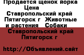 Продается щенок йорка › Цена ­ 6 000 - Ставропольский край, Пятигорск г. Животные и растения » Собаки   . Ставропольский край,Пятигорск г.